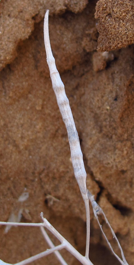 Image of Brassica sisymbrioides specimen.