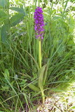 Dactylorhiza incarnata. Цветущее растение. Курская обл., Железногорский р-н, с. Троицкое, Железногорское (Копёнское) вдхр. на р. Свапа, берег. 8 июня 2008 г.