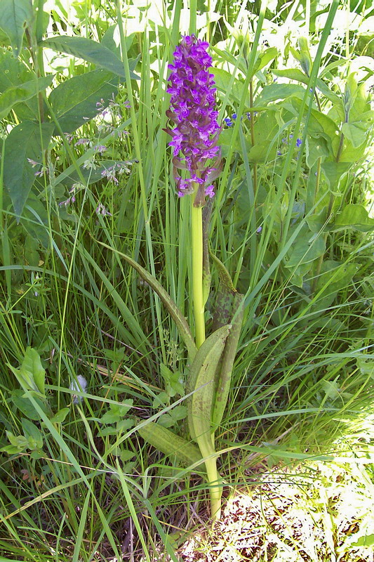 Изображение особи Dactylorhiza incarnata.