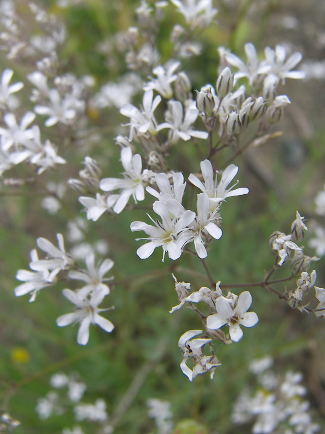 Image of Gypsophila acutifolia specimen.