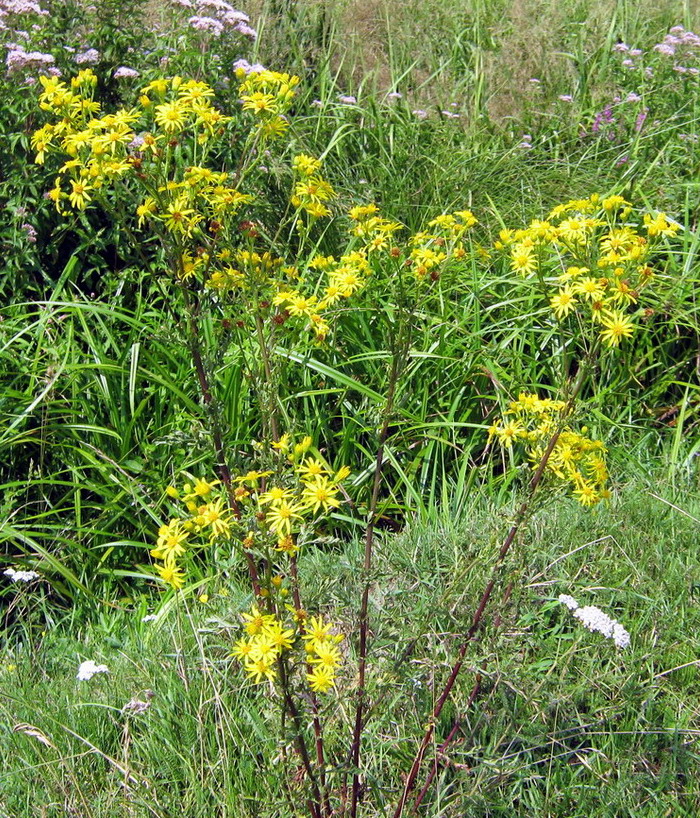 Изображение особи Senecio borysthenicus.