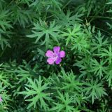 Geranium sanguineum