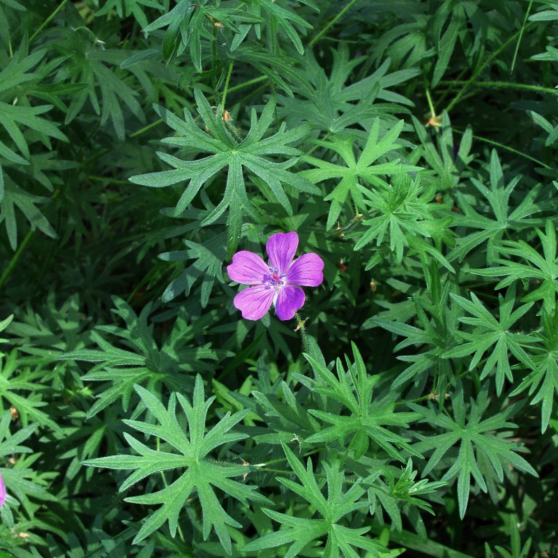 Изображение особи Geranium sanguineum.