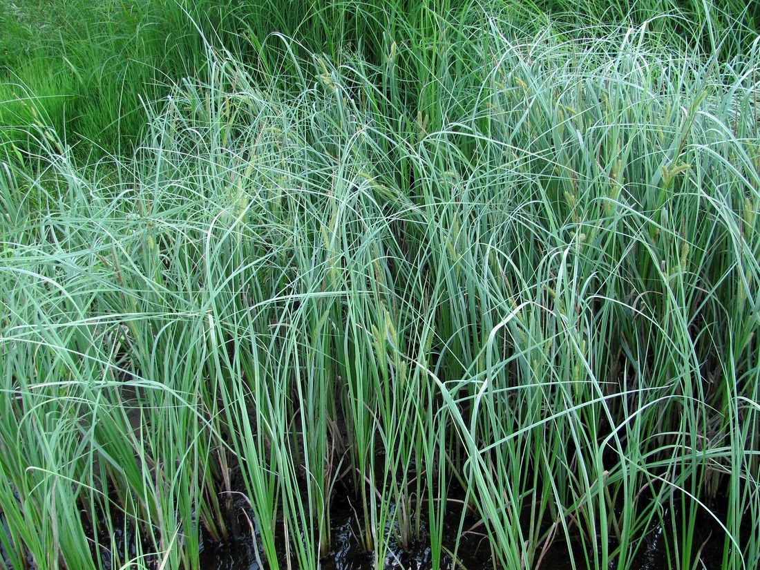 Image of Carex rostrata specimen.