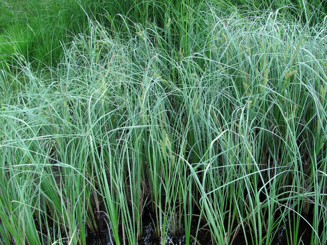 Image of Carex rostrata specimen.