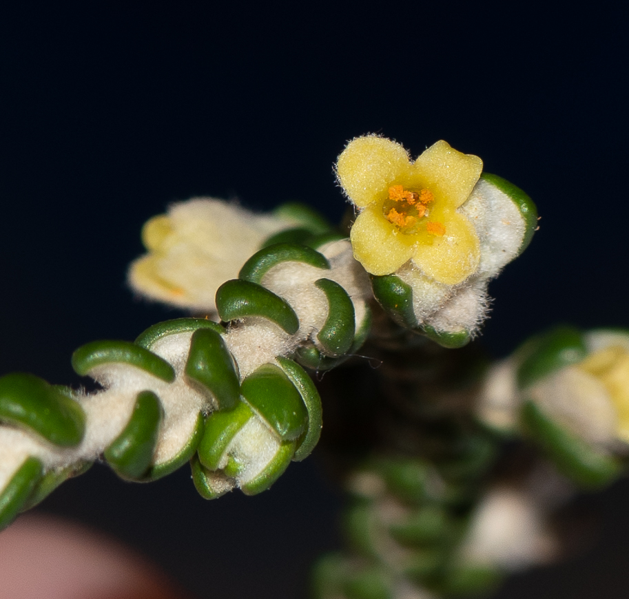 Image of Thymelaea hirsuta specimen.