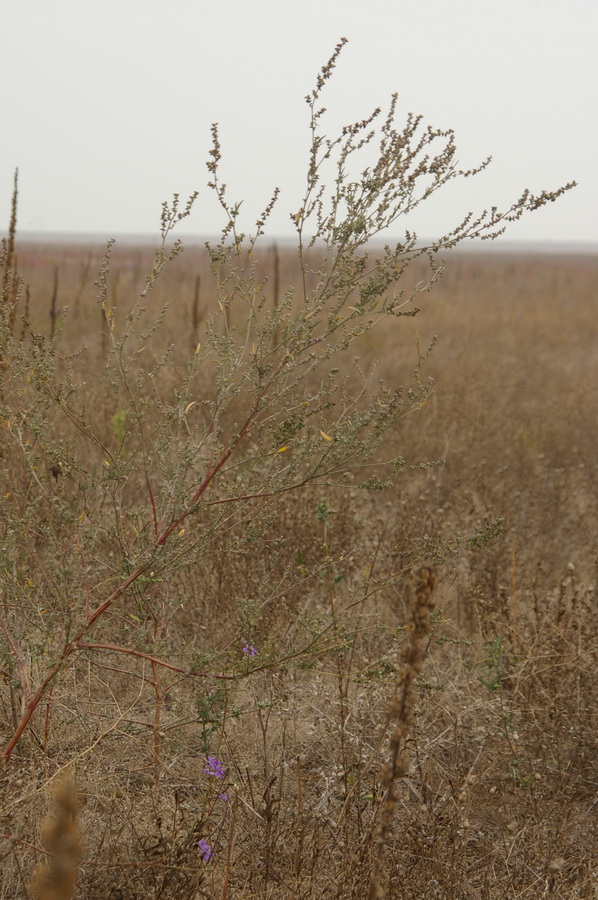 Image of Atriplex oblongifolia specimen.