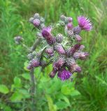 Cirsium palustre. Соцветие. Курская обл., Фатежский р-н, с. Игино, окр. Железногорского (Копёнского) вдхр. 12 июня 2007 г.