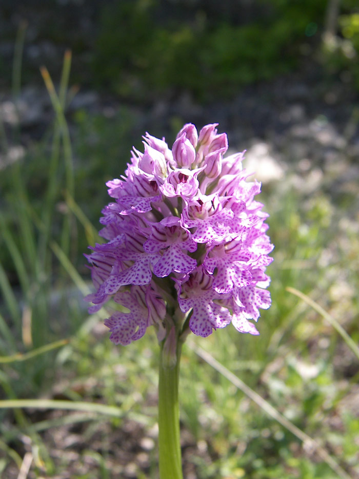 Изображение особи Neotinea tridentata.