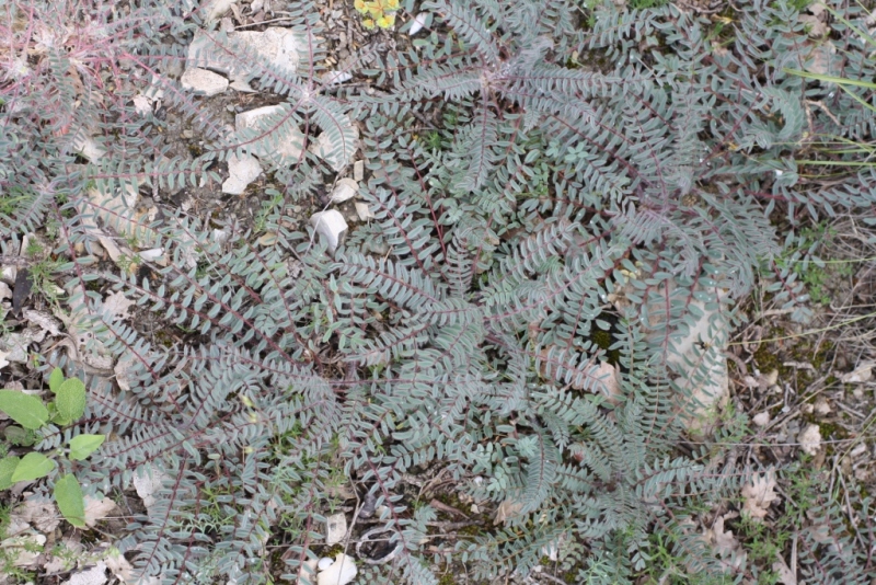 Image of Astragalus utriger specimen.