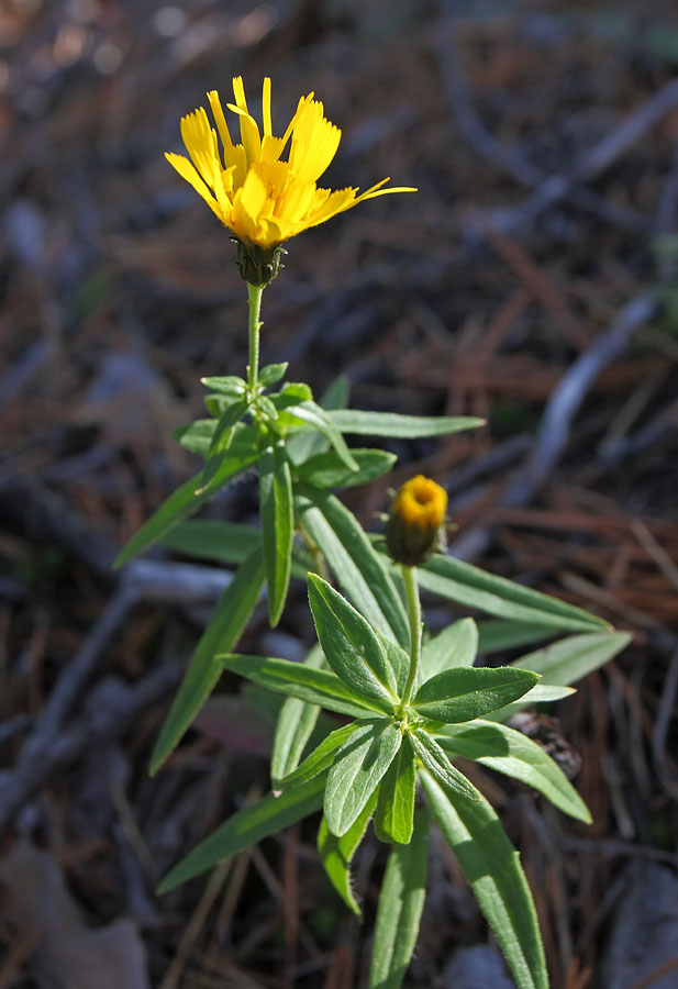 Изображение особи Hieracium umbellatum.