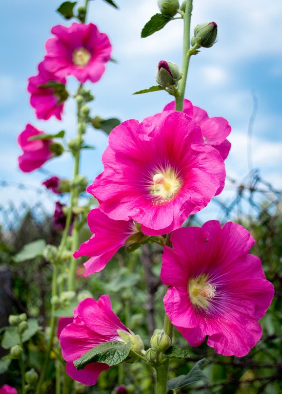 Image of Alcea rosea specimen.