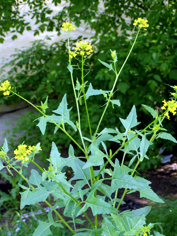 Image of Sisymbrium loeselii specimen.