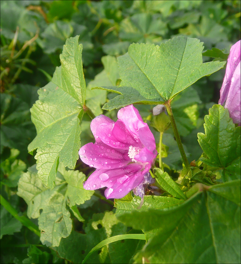 Изображение особи Malva erecta.