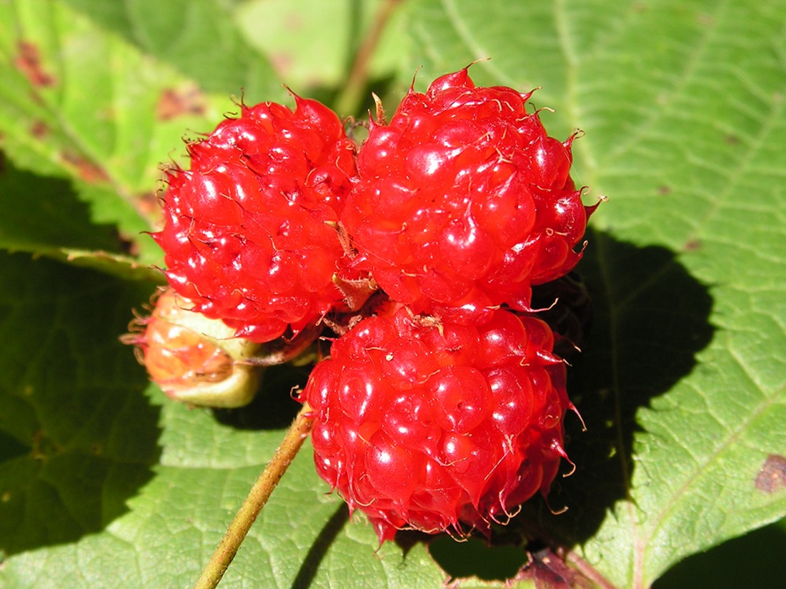 Image of Rubus crataegifolius specimen.