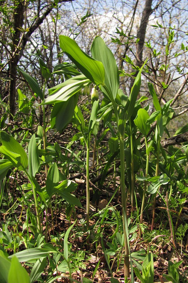 Image of Polygonatum odoratum specimen.