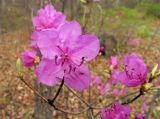 Rhododendron mucronulatum