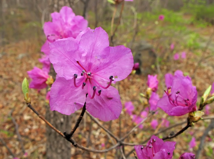 Image of Rhododendron mucronulatum specimen.