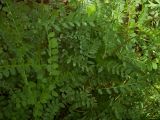 Vicia sylvatica. Часть побега. Курская обл., г. Железногорск, ур. Опажье. 6 августа 2007 г.