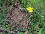 genus Helianthemum