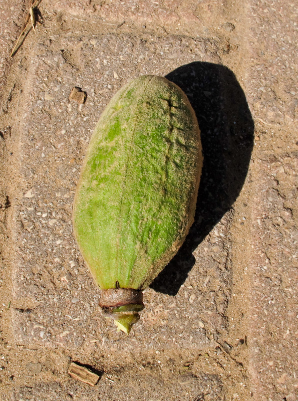 Image of Bombax ceiba specimen.