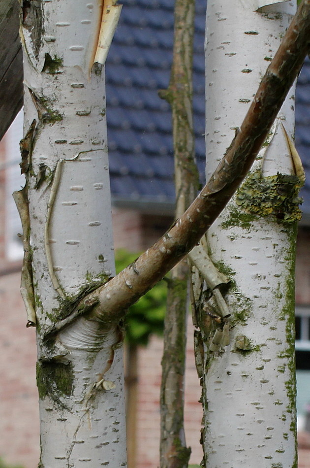Изображение особи Betula utilis var. jacquemontii.