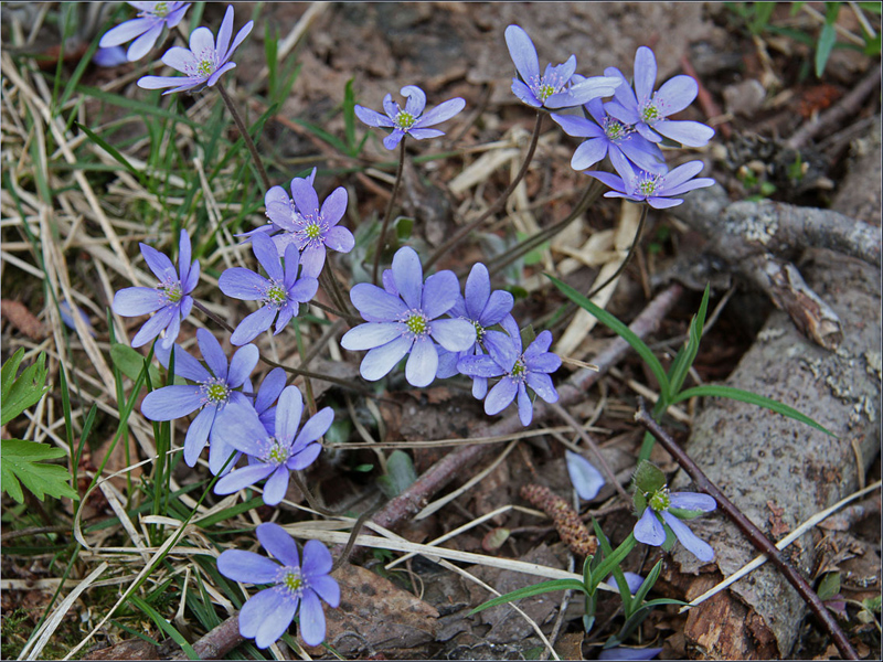 Изображение особи Hepatica nobilis.