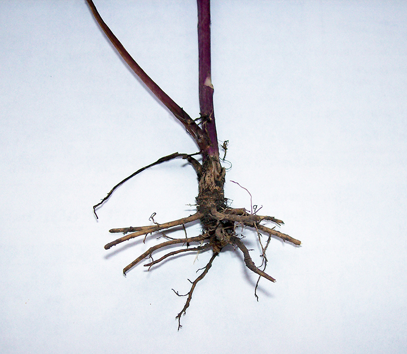 Изображение особи Senecio jacobaea.