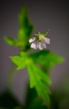 Geranium sibiricum