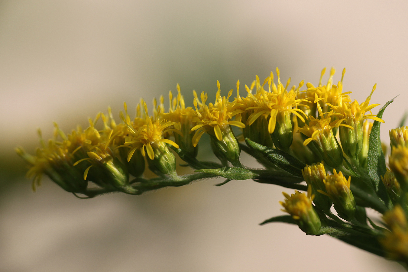 Изображение особи род Solidago.