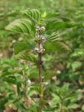 Mentha arvensis