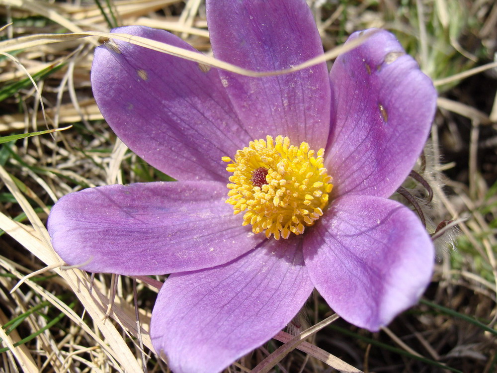 Image of Pulsatilla turczaninovii specimen.