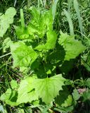 Atriplex sagittata. Молодое растение. Астраханская обл., Володарский р-н, окрестности с. Калинино, берег р. Бузан. 09.08.2012.