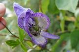 Смотреть изображение Aconitum volubile