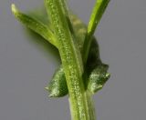 Senecio inaequidens