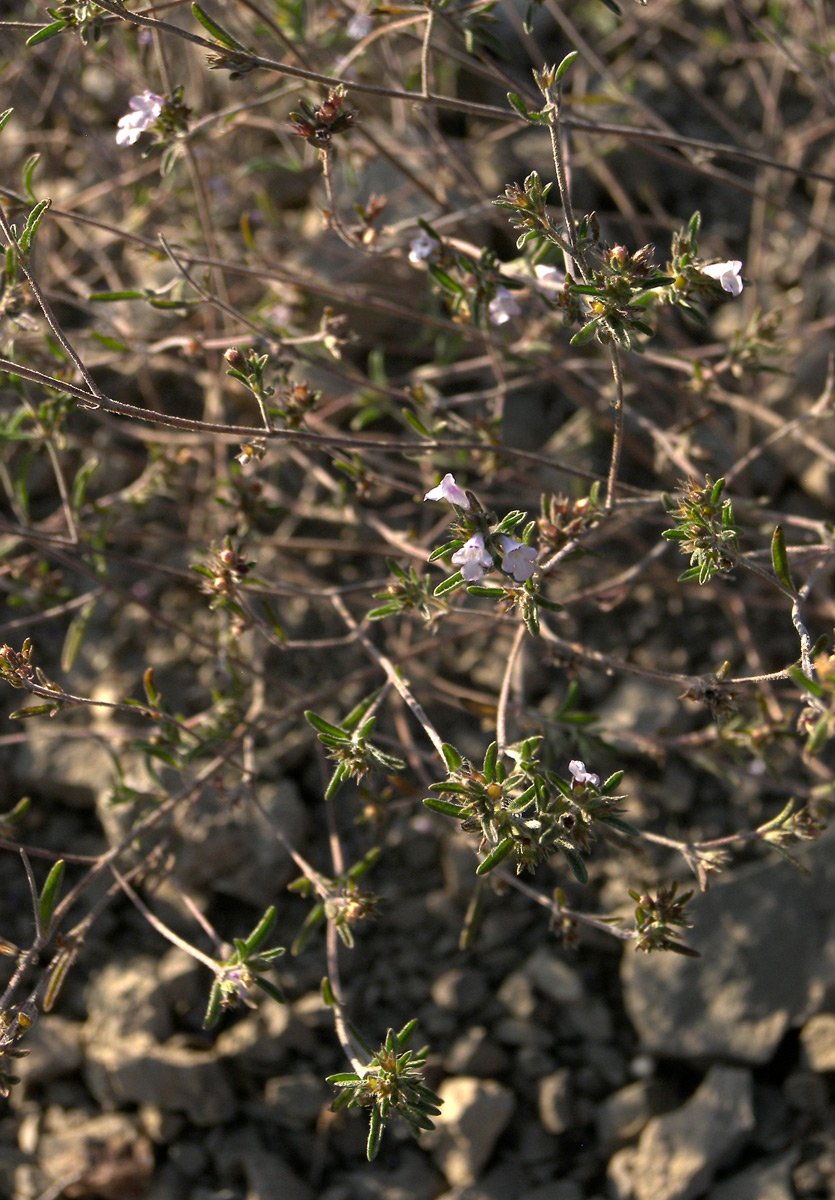 Image of Satureja zuvandica specimen.