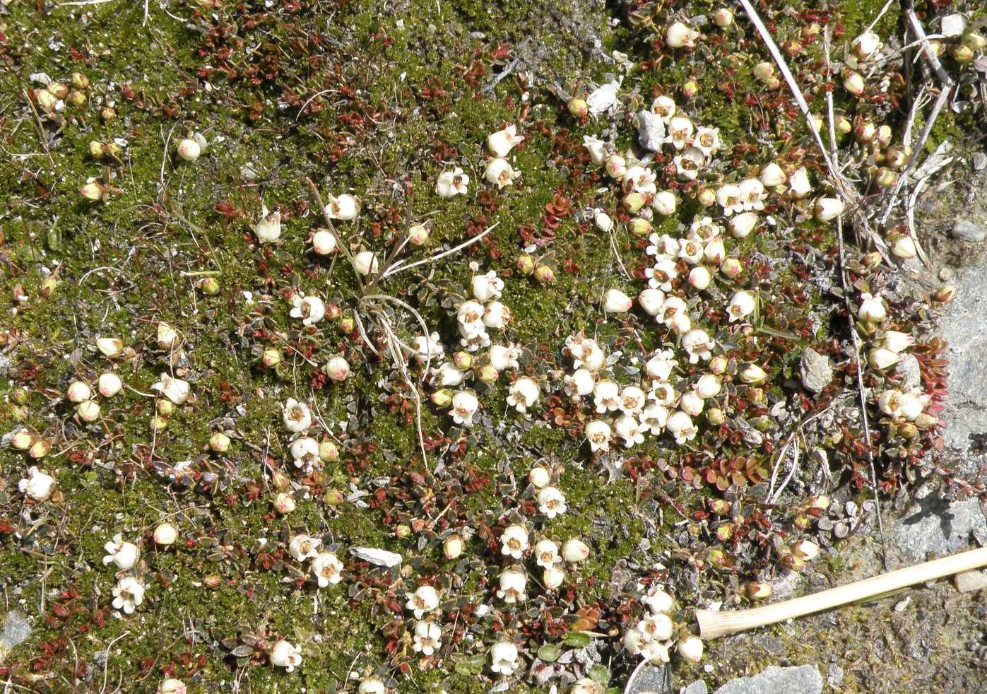 Изображение особи Gaultheria tasmanica.