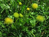 genus Taraxacum
