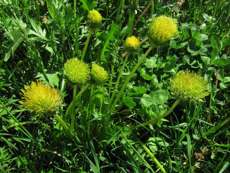 Изображение особи род Taraxacum.