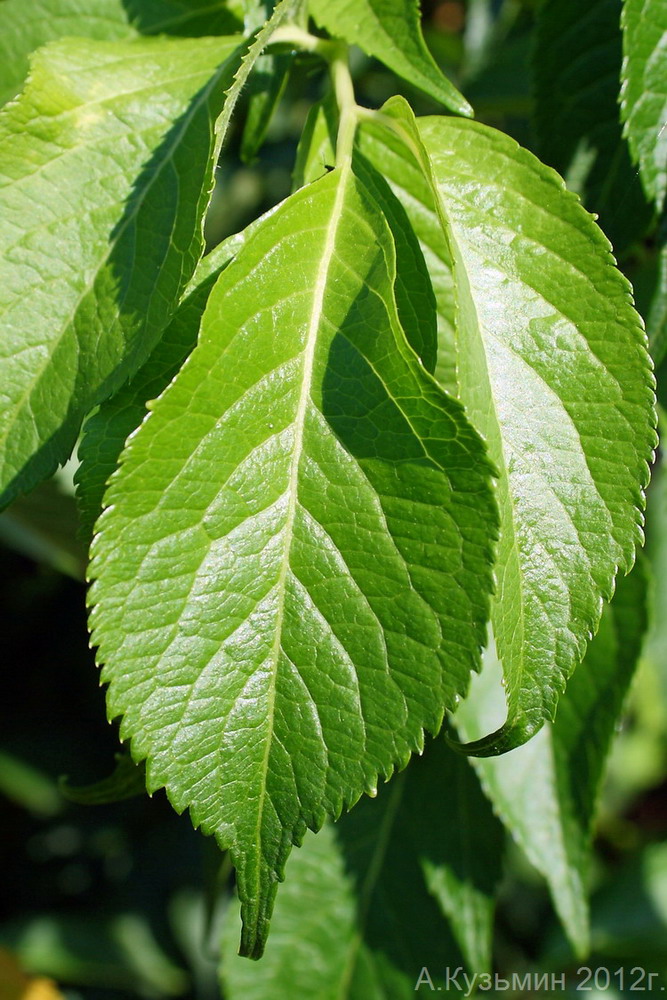 Изображение особи Sambucus nigra.