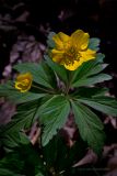 Anemone ranunculoides