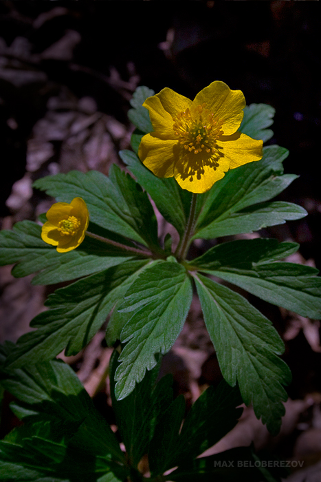 Image of Anemone ranunculoides specimen.