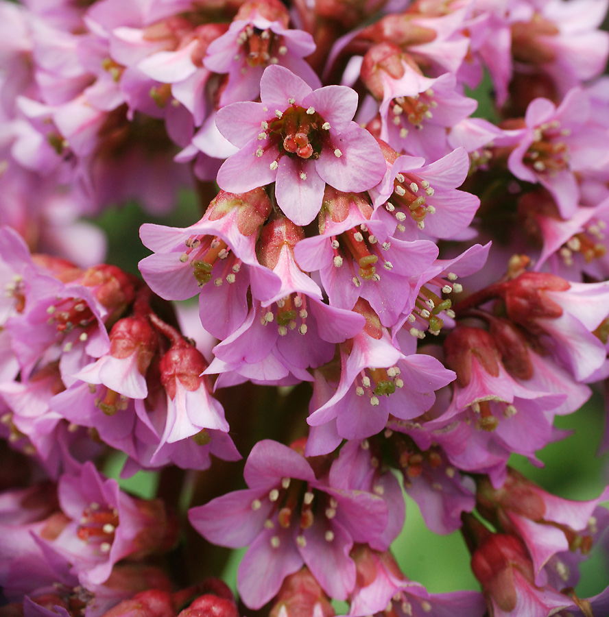 Image of Bergenia crassifolia specimen.