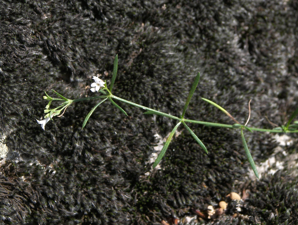 Изображение особи Asperula pedicellata.