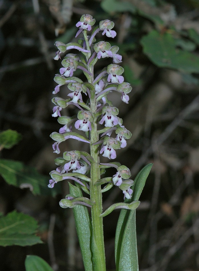 Изображение особи Anacamptis israelitica.