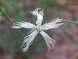 Dianthus kuschakewiczii