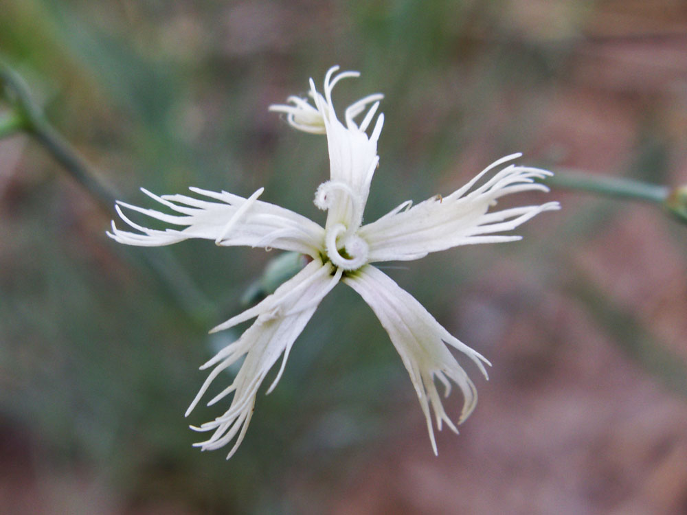 Изображение особи Dianthus kuschakewiczii.