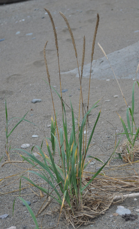 Image of Leymus mollis specimen.