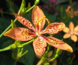 Belamcanda chinensis. Цветок. Израиль, г. Беэр-Шева, городское озеленение. Июль 2011 г.