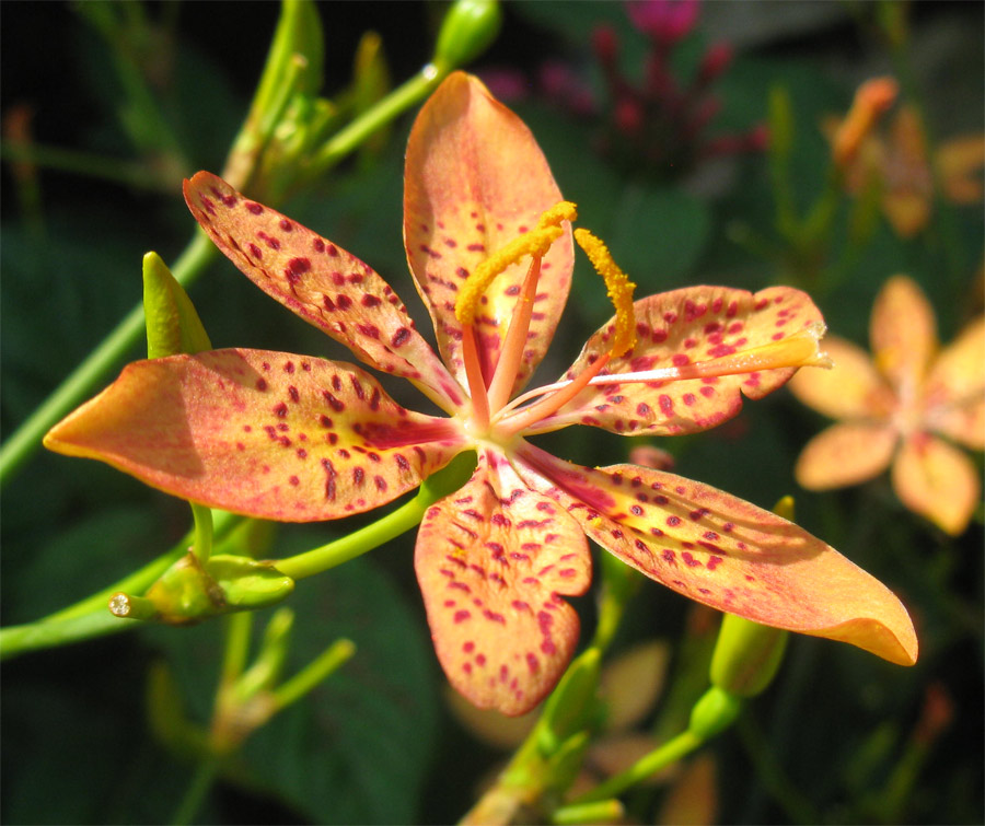 Изображение особи Belamcanda chinensis.